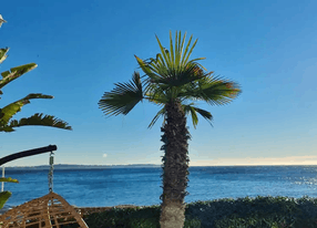 Cannes Palm Beach - 90 m² terrace and garden with sea view