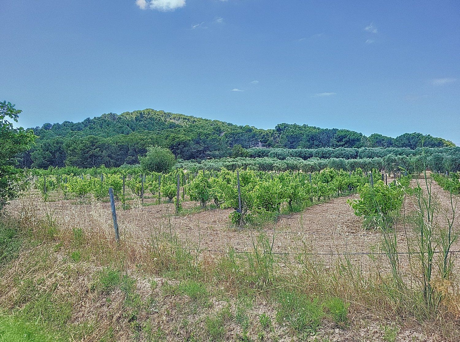 MAS provencal swimming pool
