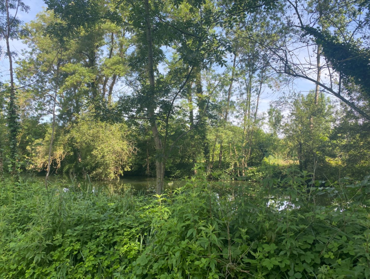 6000m² garden with access to an arm of the Charente river