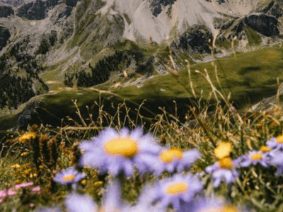 Old farmhouse renovated as a B&B and workplace: warm Alpine atmosphere