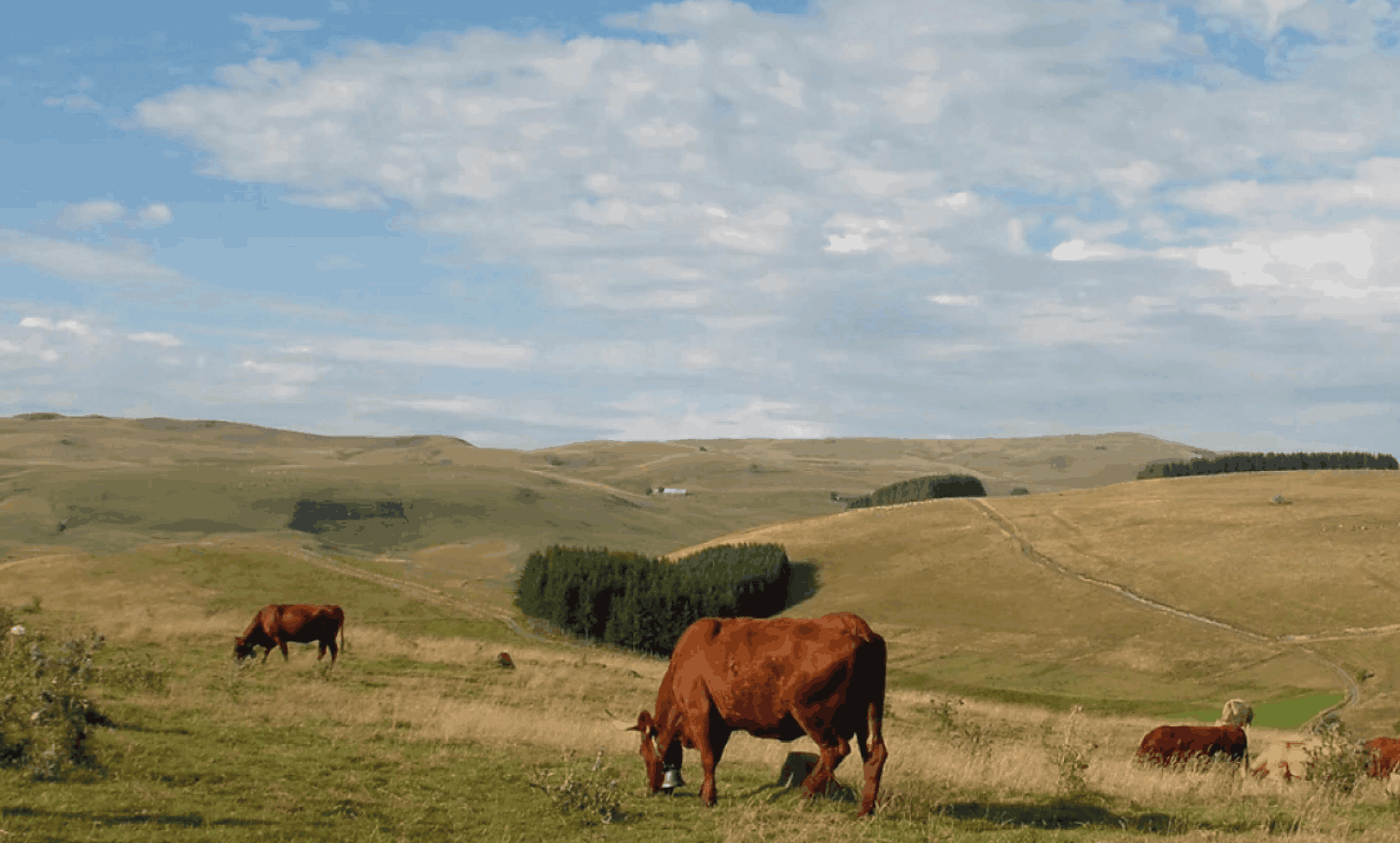 Farm located in the heart of Auvergne