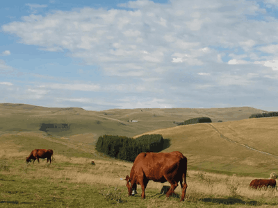 Farm located in the heart of Auvergne