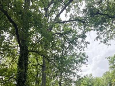 House in the forest of Fontainebleau for Comex and management seminars