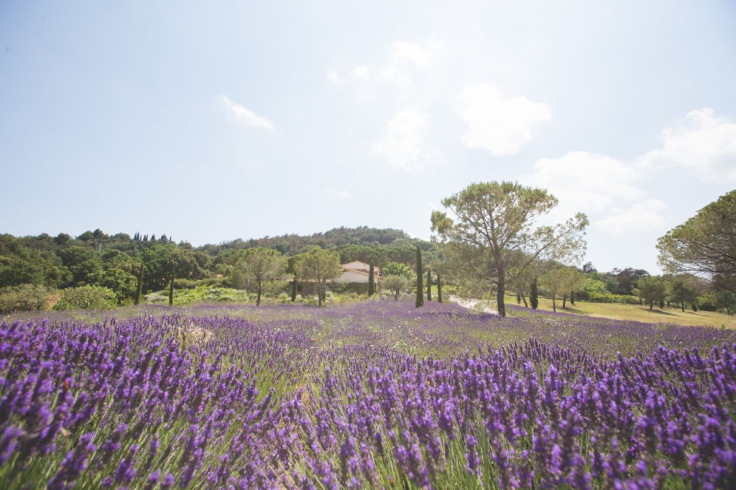 Stunning Domaine in the Mandelieu Hills