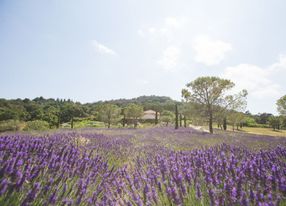 Stunning Domaine in the Mandelieu Hills