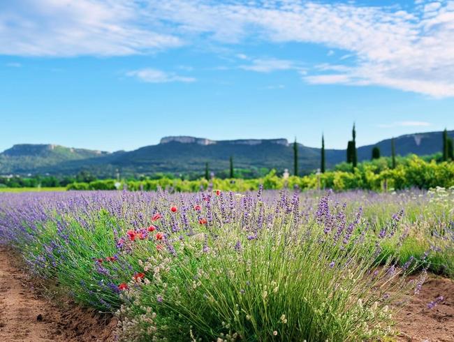 Family Estate with Vineyard & Lavender Fields for Private Events