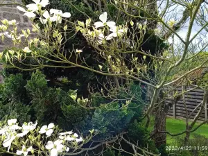 Breton Cottages with Rare Trees & Pool for Photoshoots