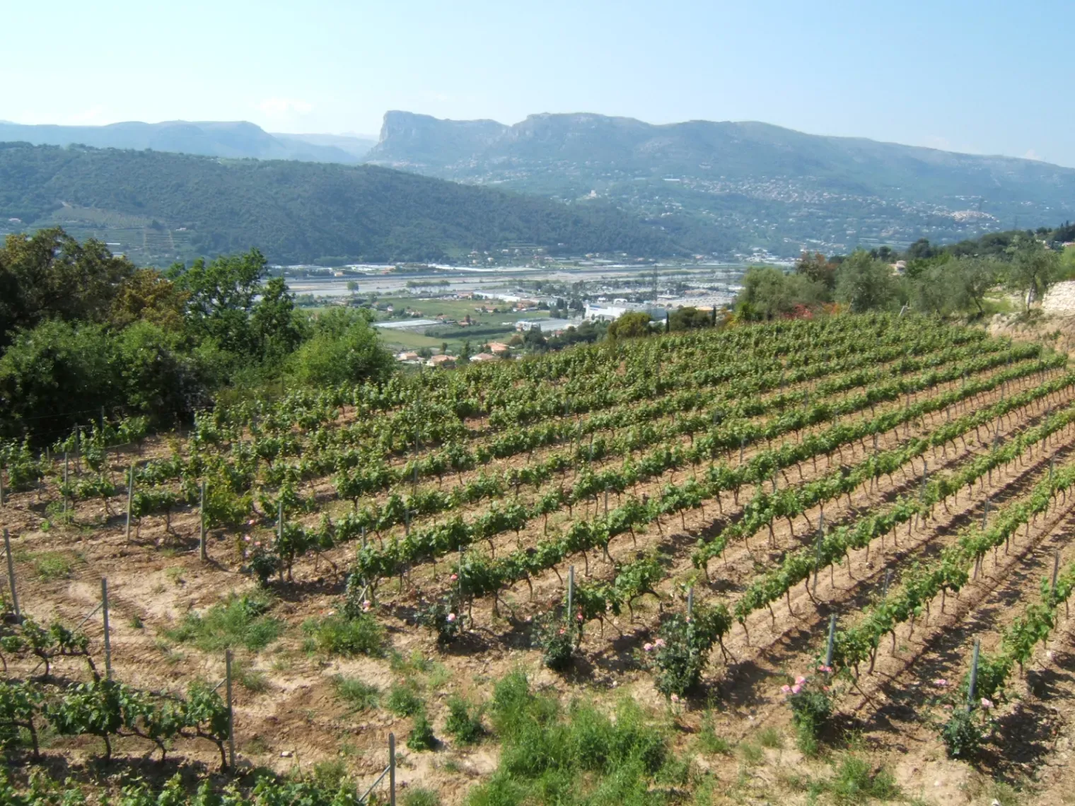 Espace Événementiel Convertible au Cœur des Vignes de Nice