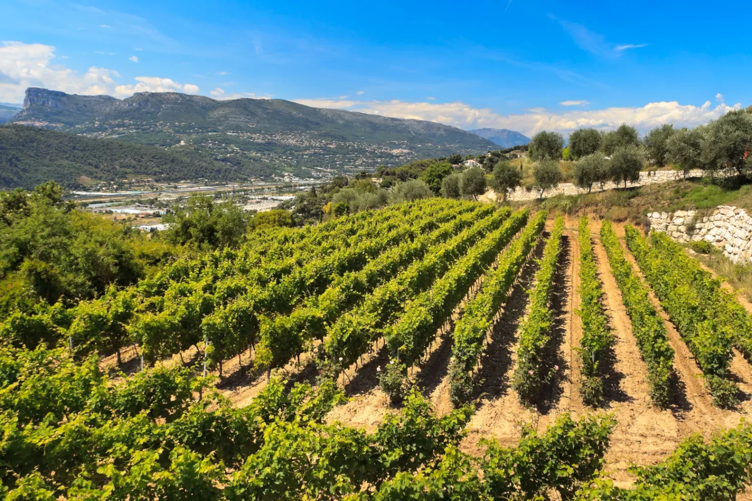 Espace Événementiel Convertible au Cœur des Vignes de Nice