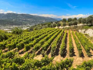 Espace Événementiel Convertible au Cœur des Vignes de Nice
