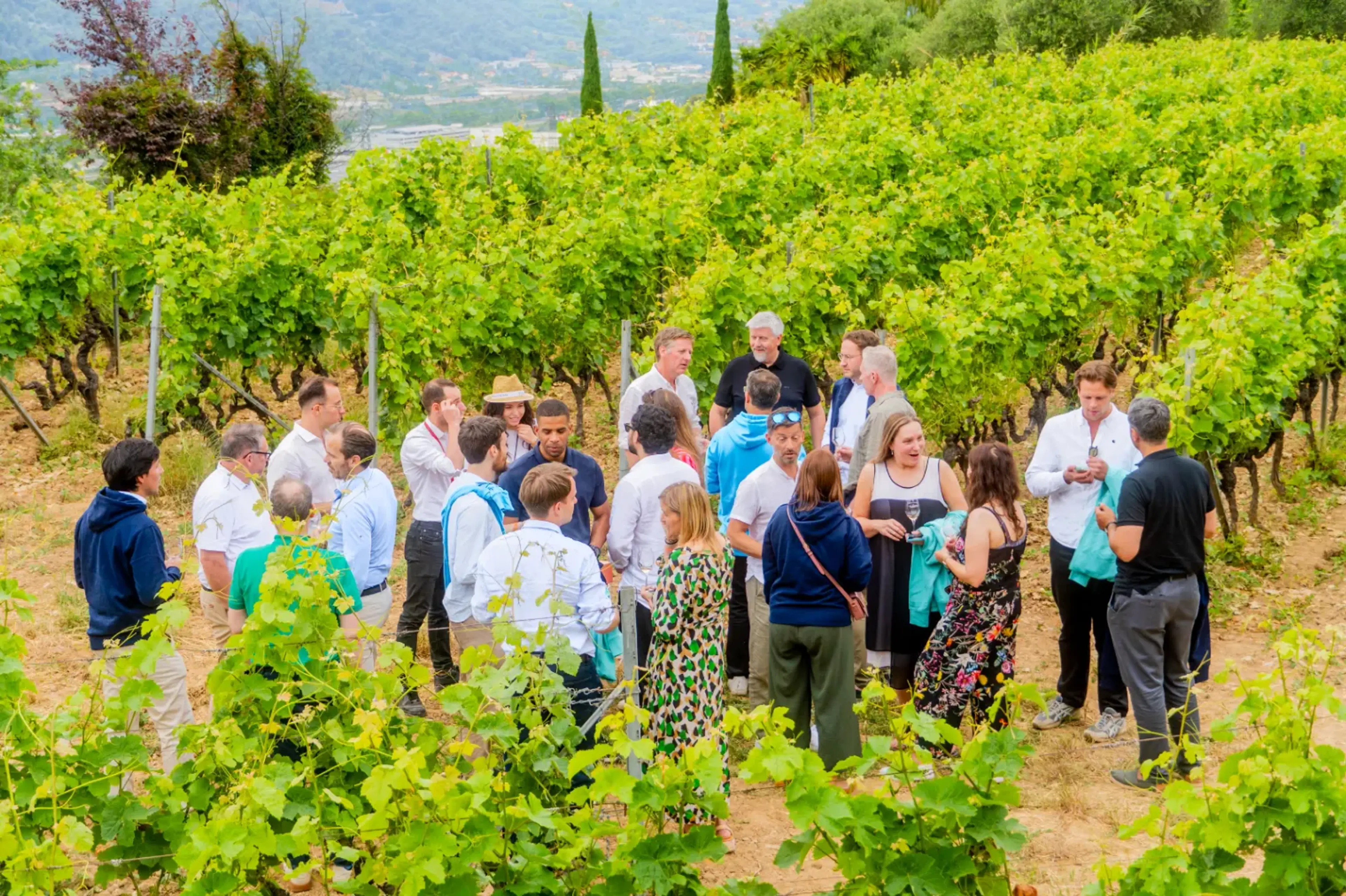 Vignes