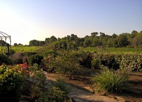 Mas des Graviers, vineyard with old stone farmhouse