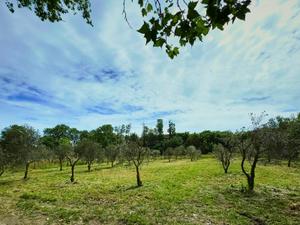 Domaine in Saint-Rémy-de-Provence – Event Venue in the Alpilles