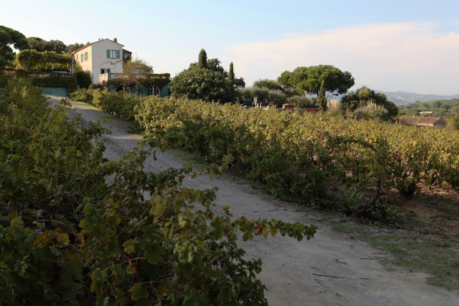 Saint-Tropez villa and small vineyard 