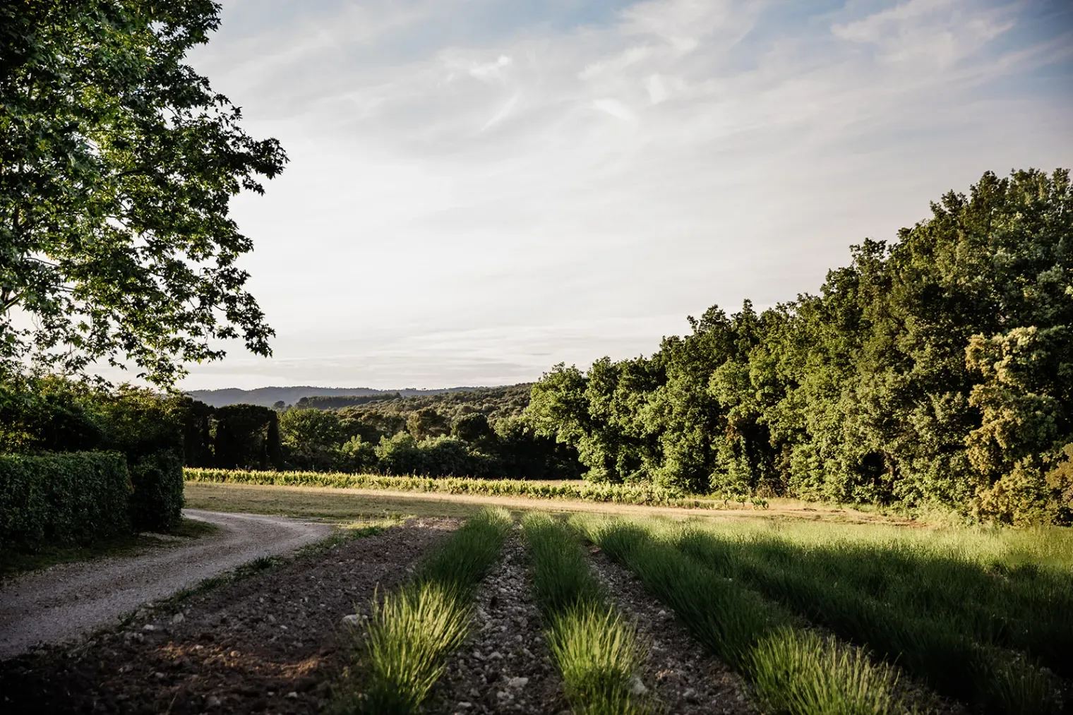 Domaine viticole bio en Provence | Séminaires & Événements d'entreprise