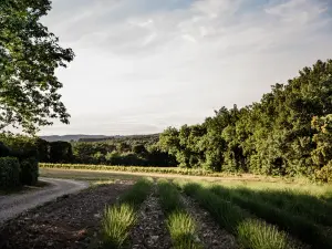 Organic Wine Estate in Provence | Corporate Events & Seminars
