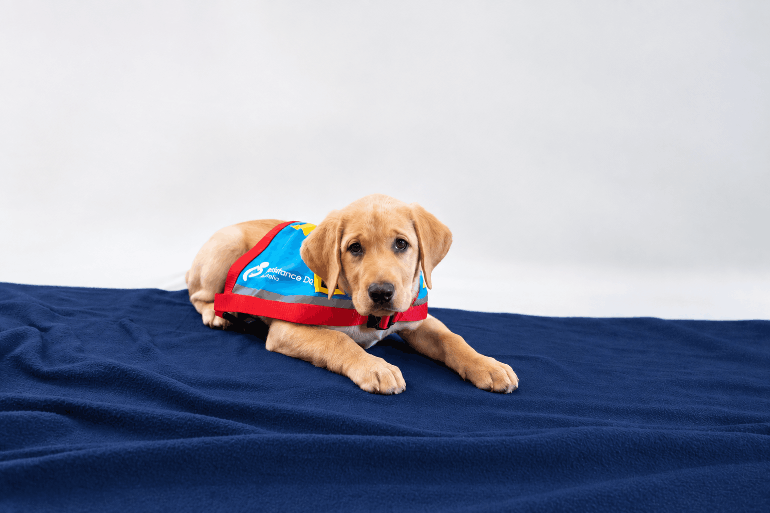 Assistance Dogs Australia