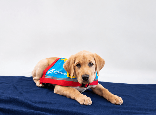 Assistance Dogs Australia