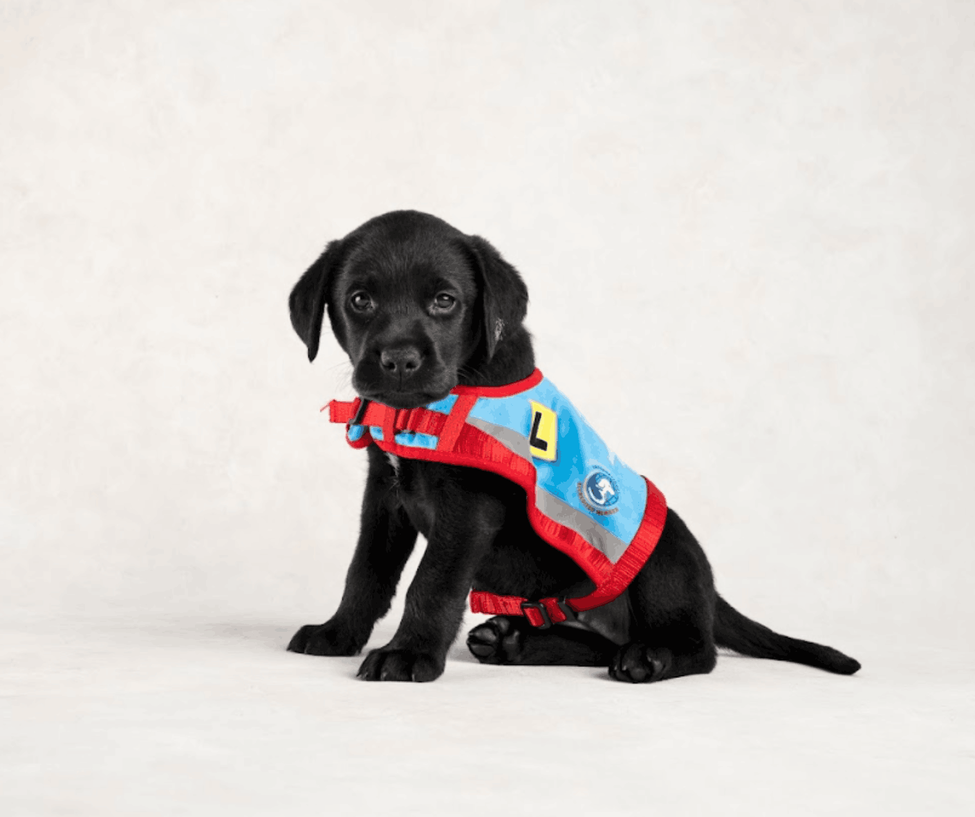Assistance Dogs Australia