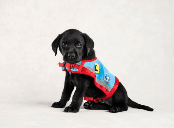 Assistance Dogs Australia