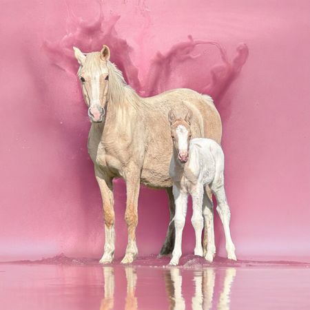 Horse Welfare Incorporated