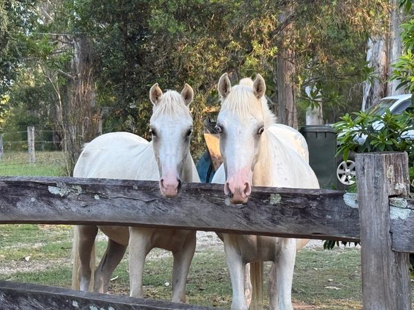 Horse Welfare Incorporated