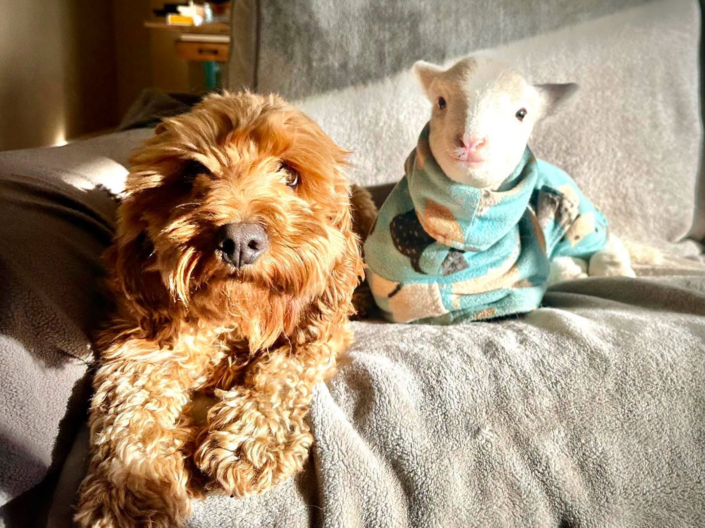 Brightside Farm Sanctuary Inc