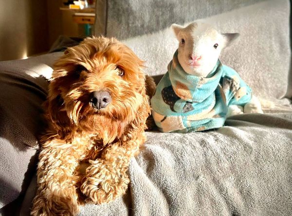 Brightside Farm Sanctuary Inc