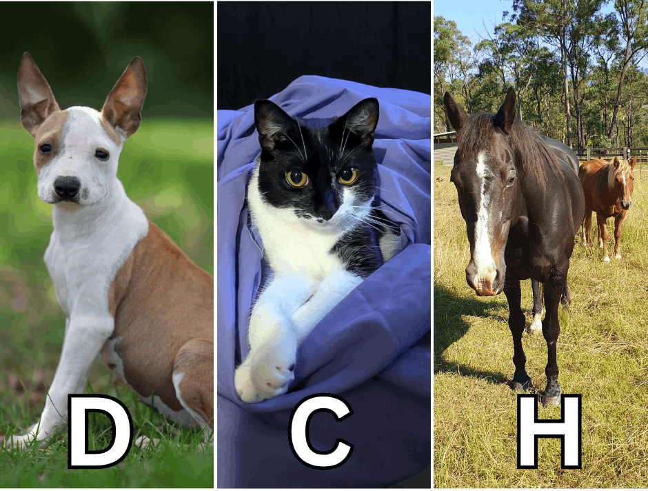DCH Animal Adoptions Inc