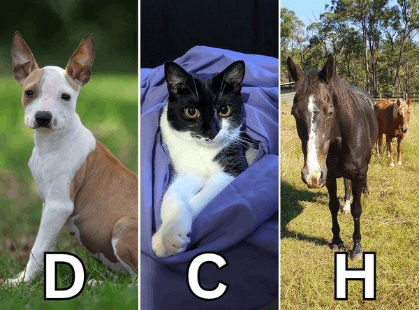 DCH Animal Adoptions Inc