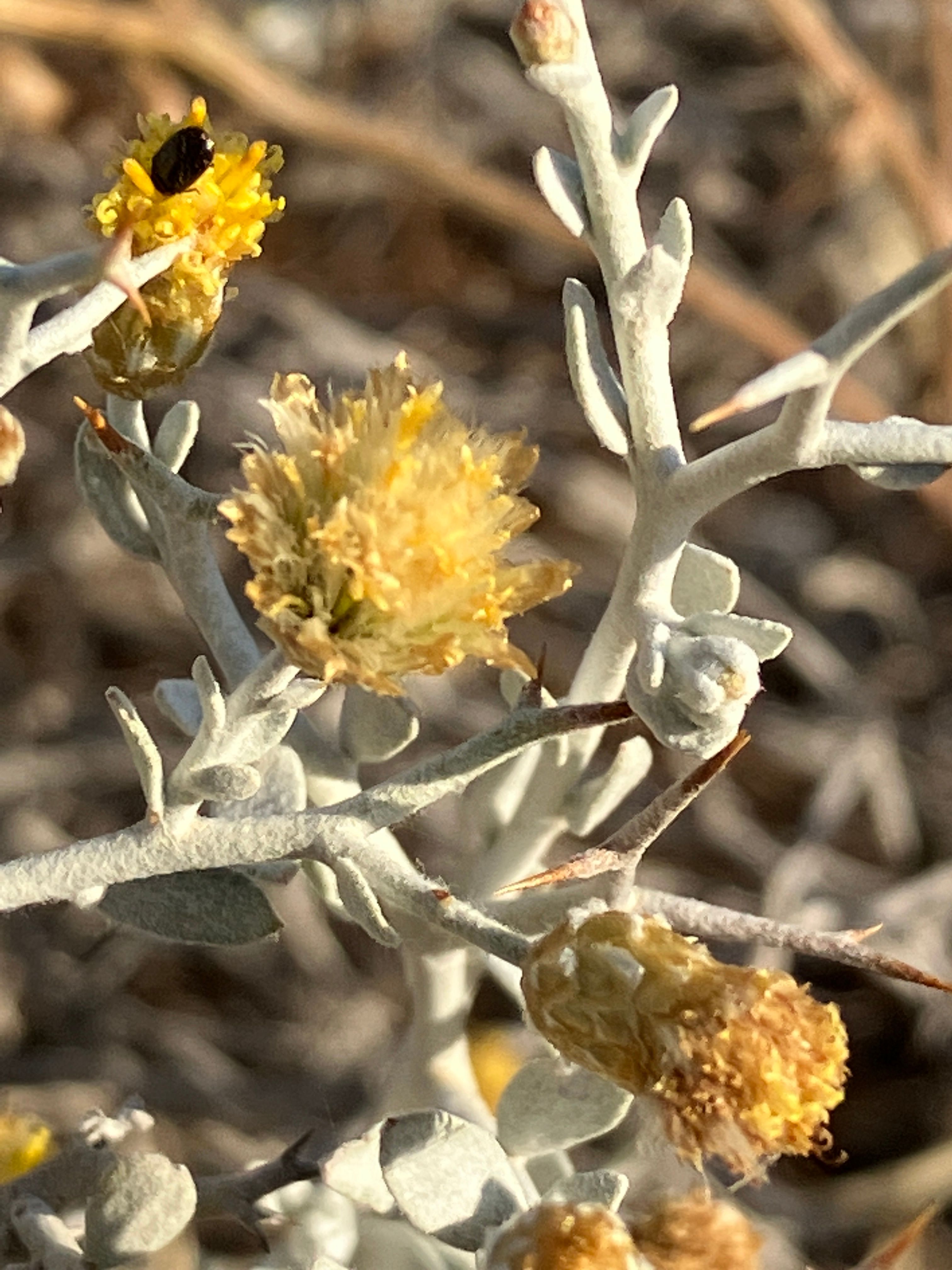 Foundation for Australia's Most Endangered Species, FAME