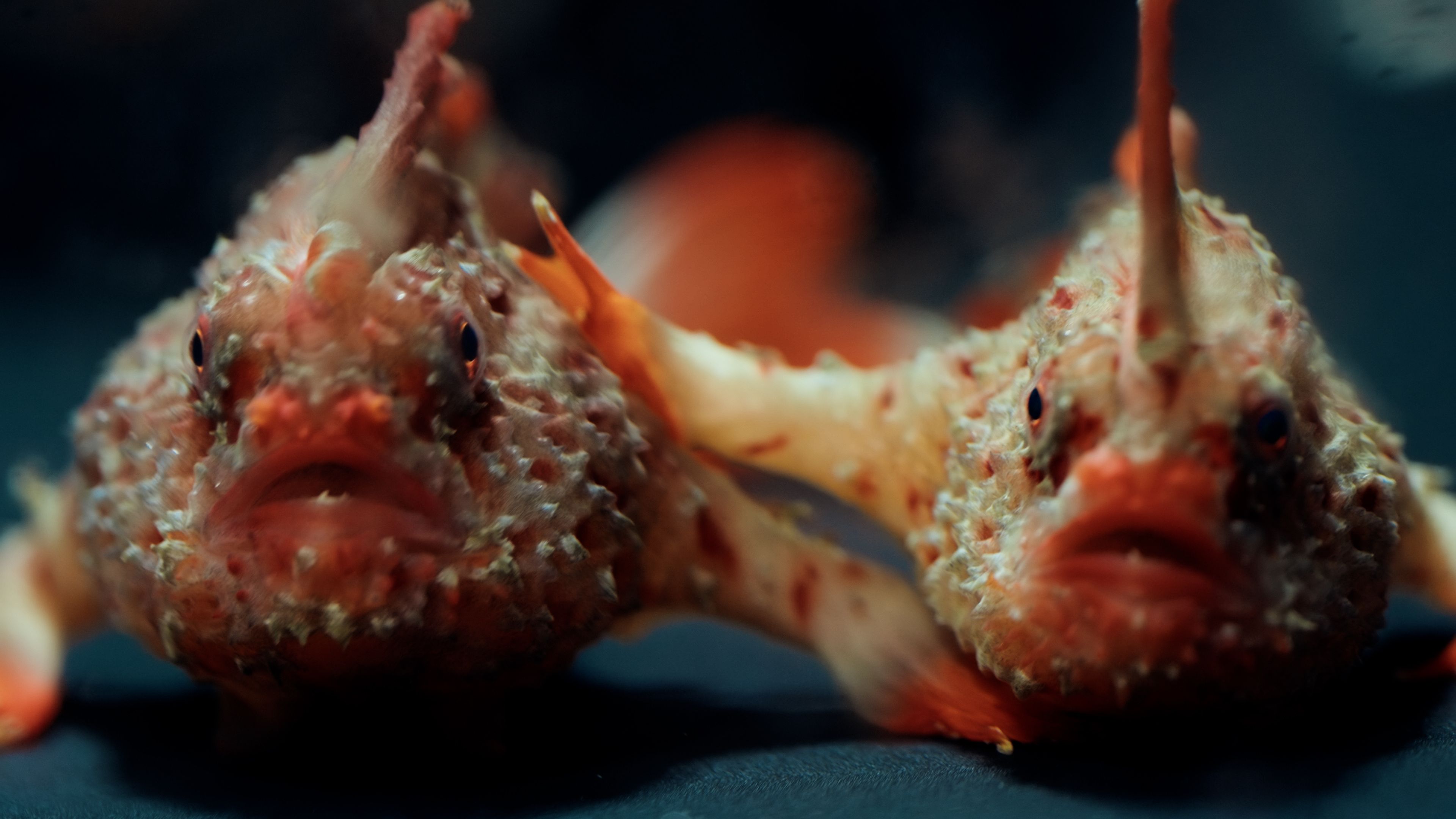 Foundation for Australia's Most Endangered Species, FAME