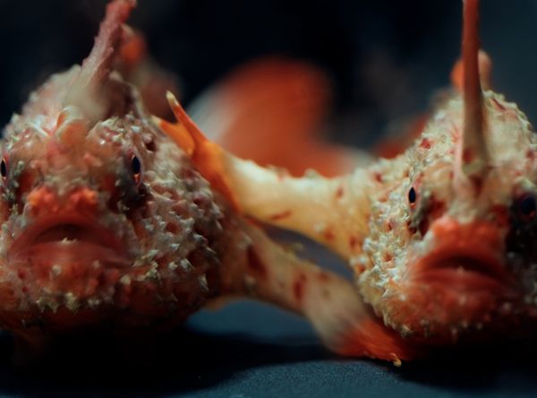 Foundation for Australia's Most Endangered Species, FAME