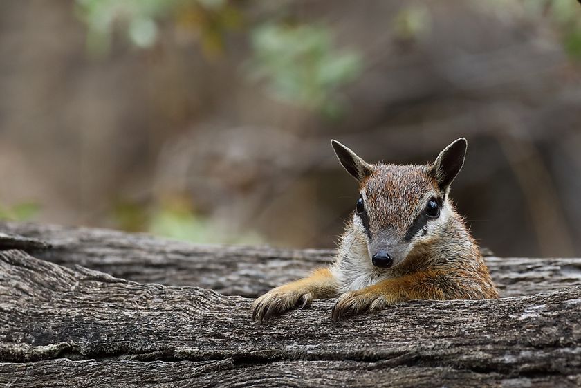 Foundation for Australia's Most Endangered Species, FAME