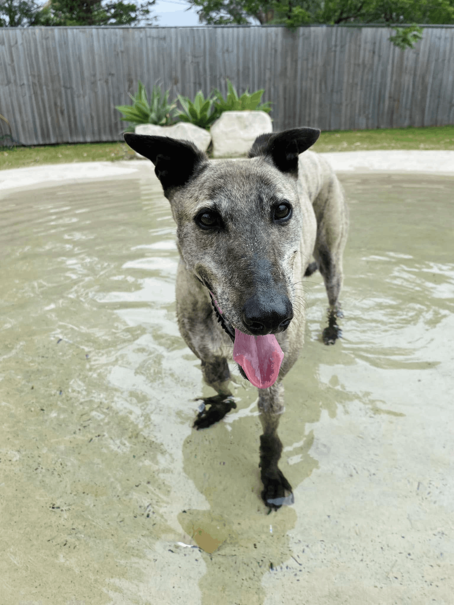 Greyhound Rescue Incorporated