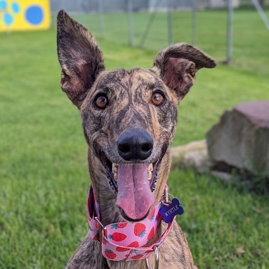 Greyhound Rescue Incorporated