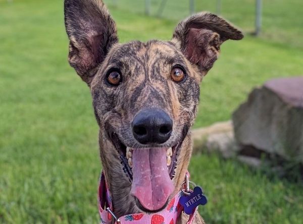 Greyhound Rescue Incorporated