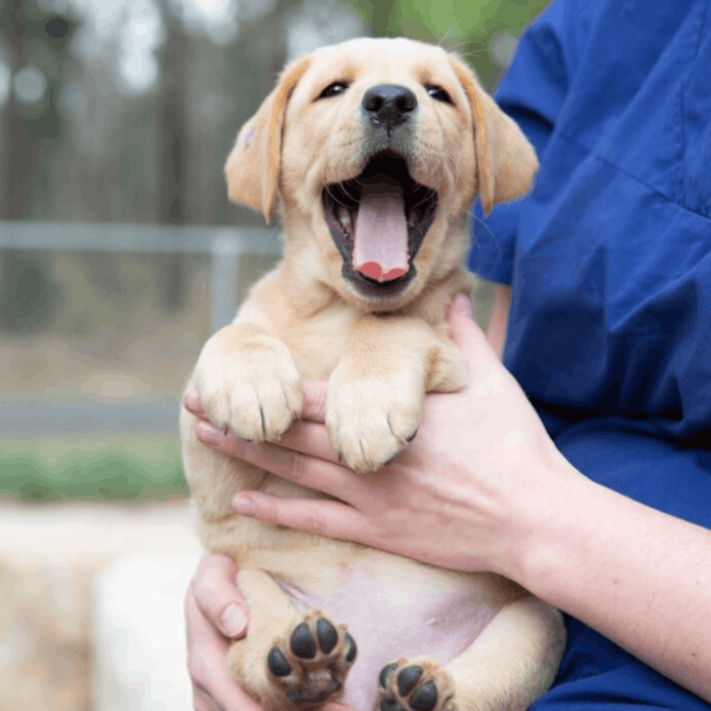 Guide Dogs NSW/ACT