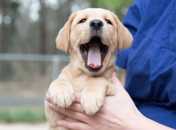 Guide Dogs NSW/ACT