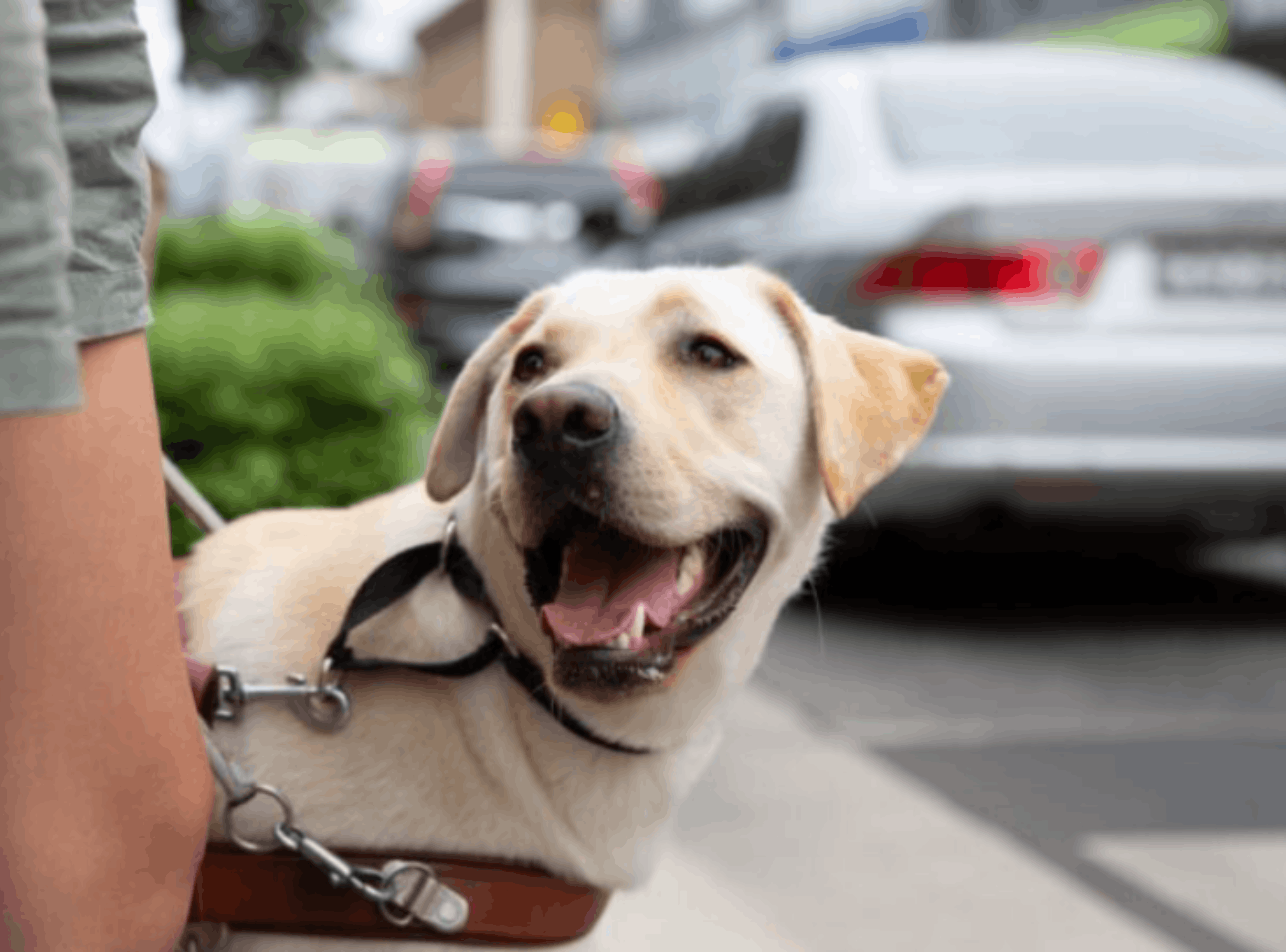 Guide Dogs NSW/ACT