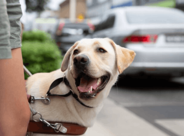Guide Dogs NSW/ACT
