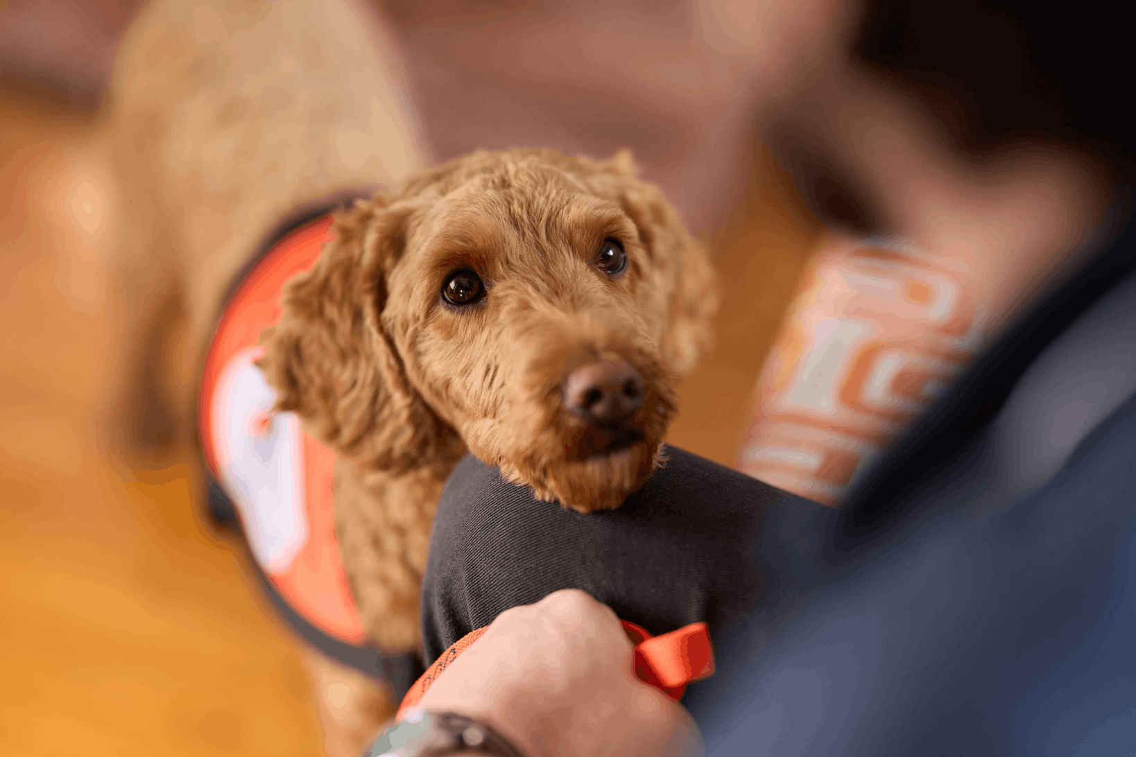 Lions Assistance Dogs (formerly Lions Hearing Dogs Inc)