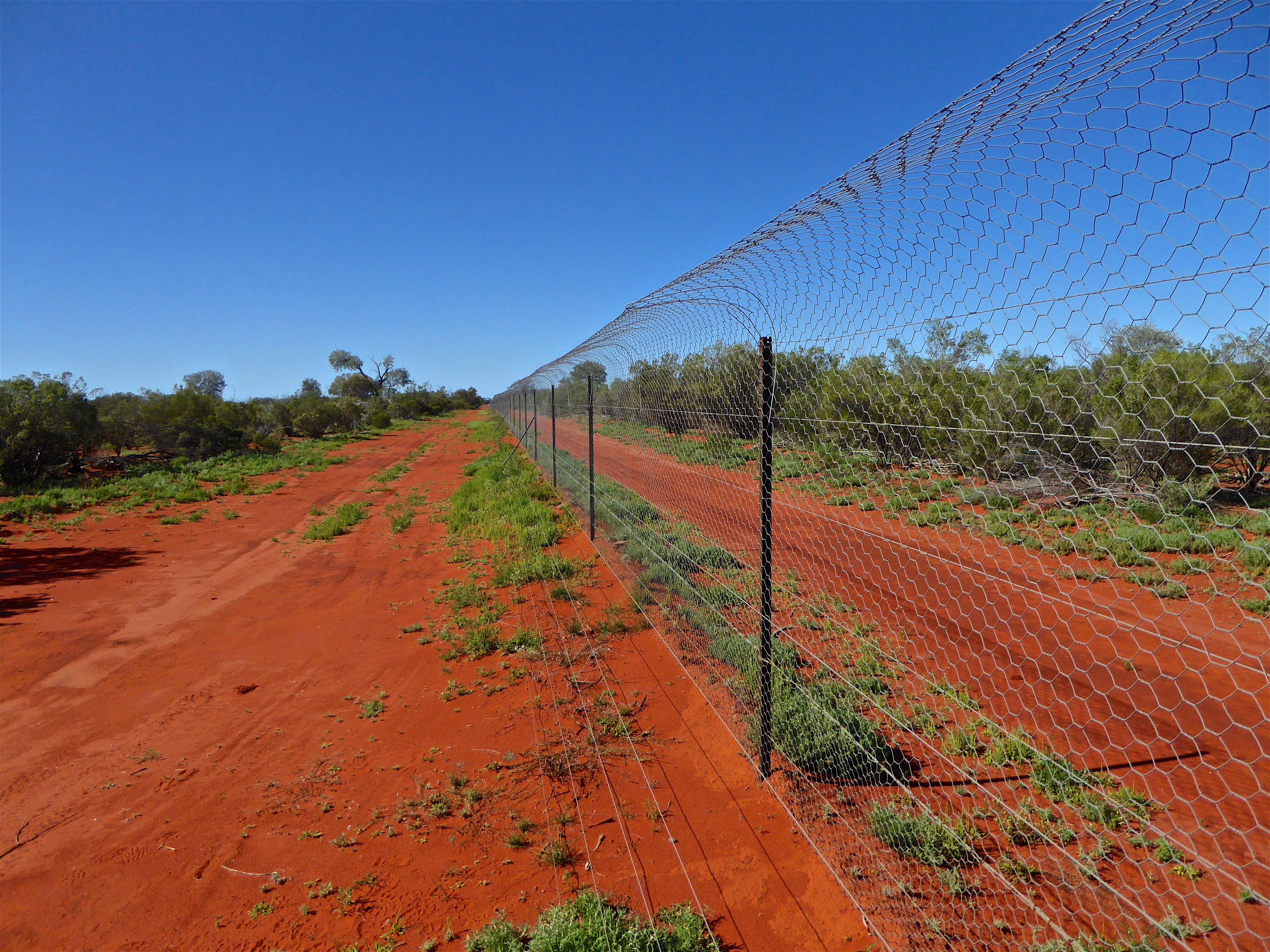 Save The Bilby Fund Ltd