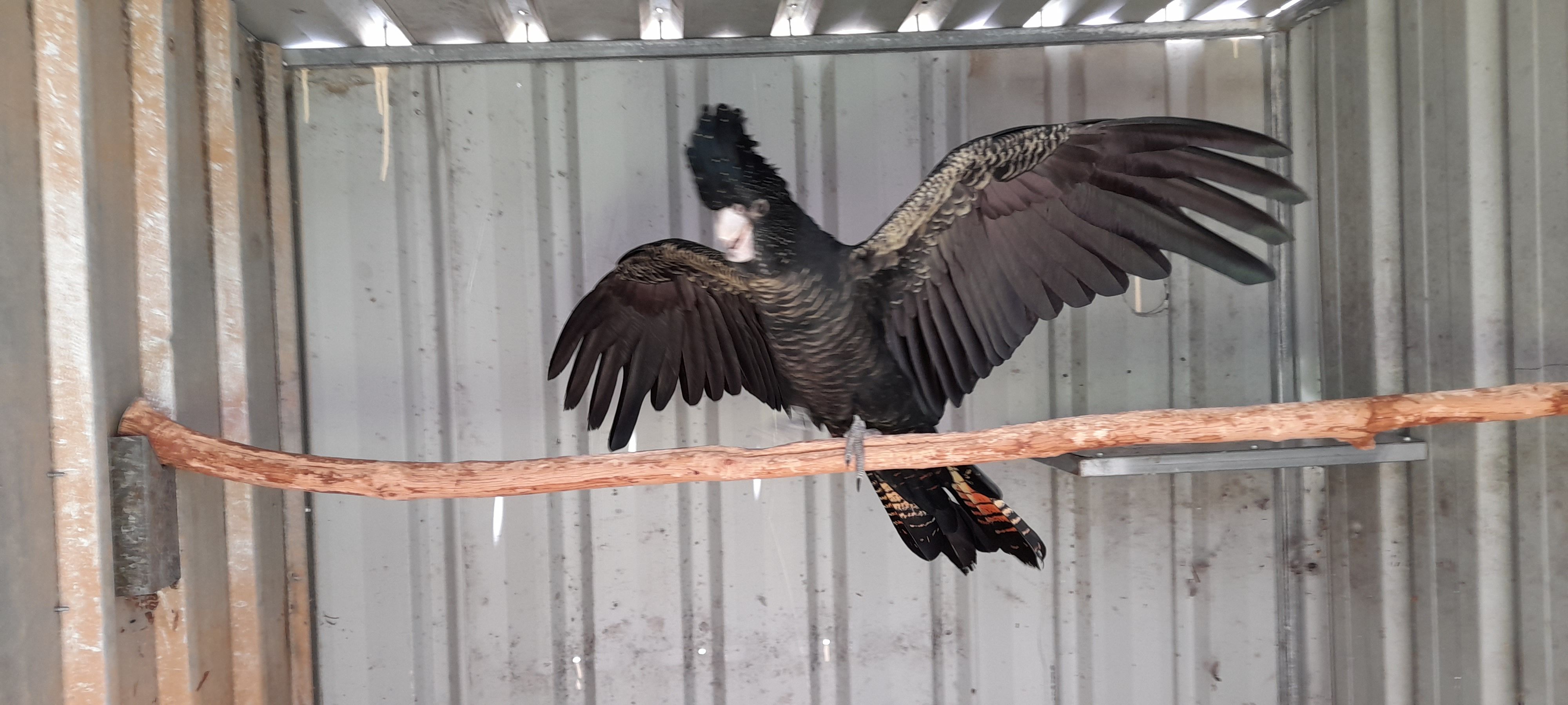 South Burnett Educational Wildlife Support Group Inc