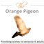 The Orange Pigeon