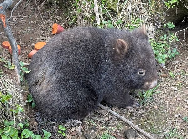 The Wildlife Rescuers Inc