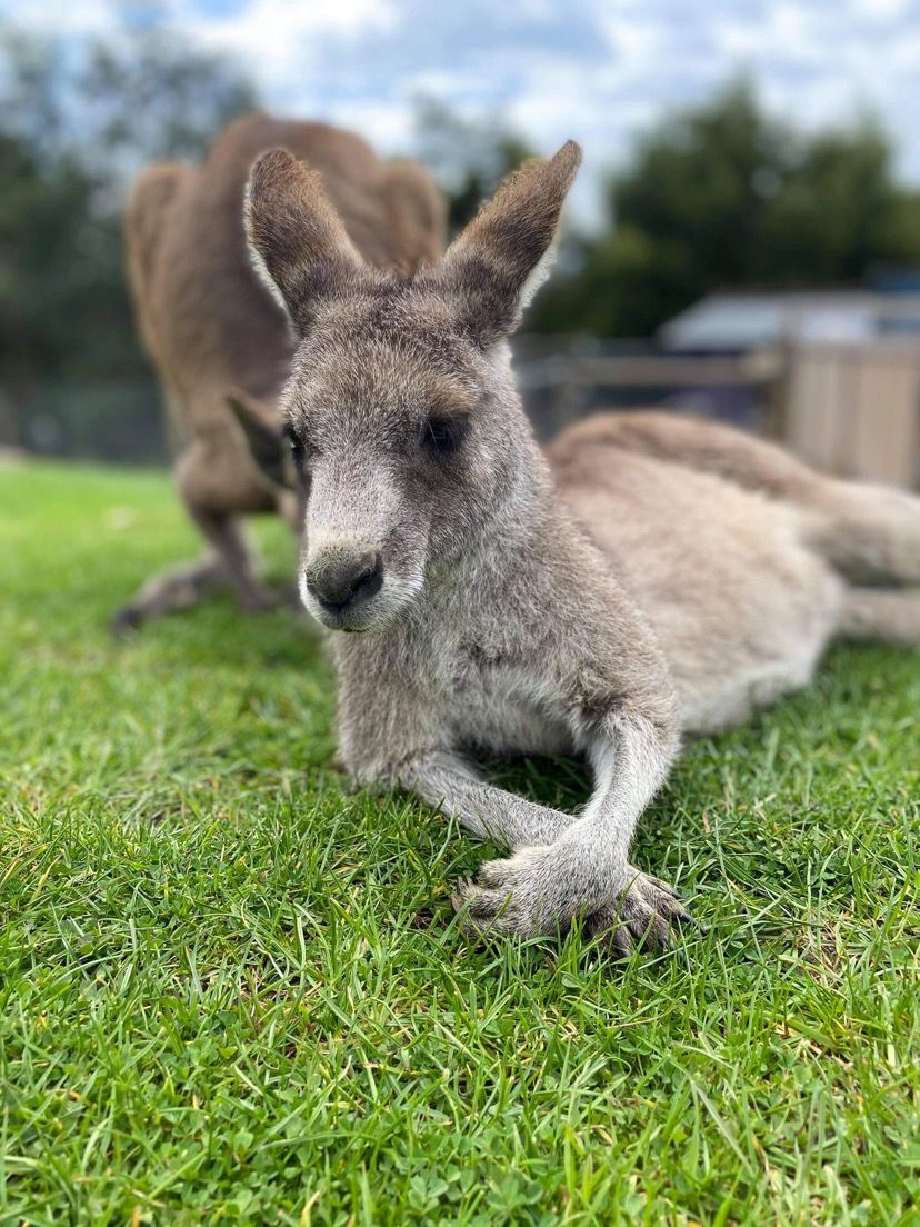 The Wildlife Rescuers Inc