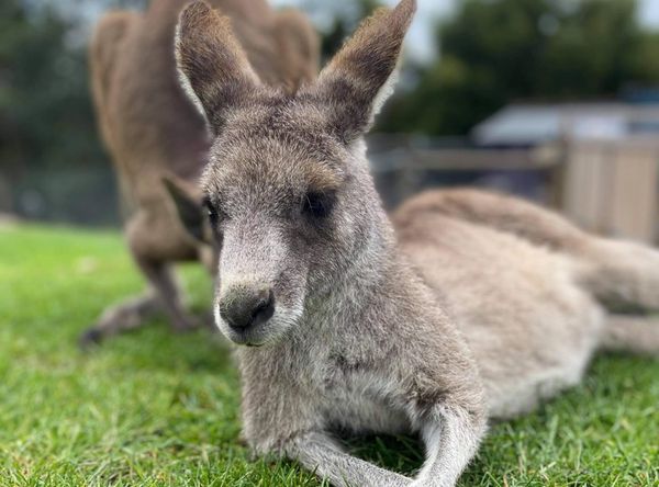 The Wildlife Rescuers Inc