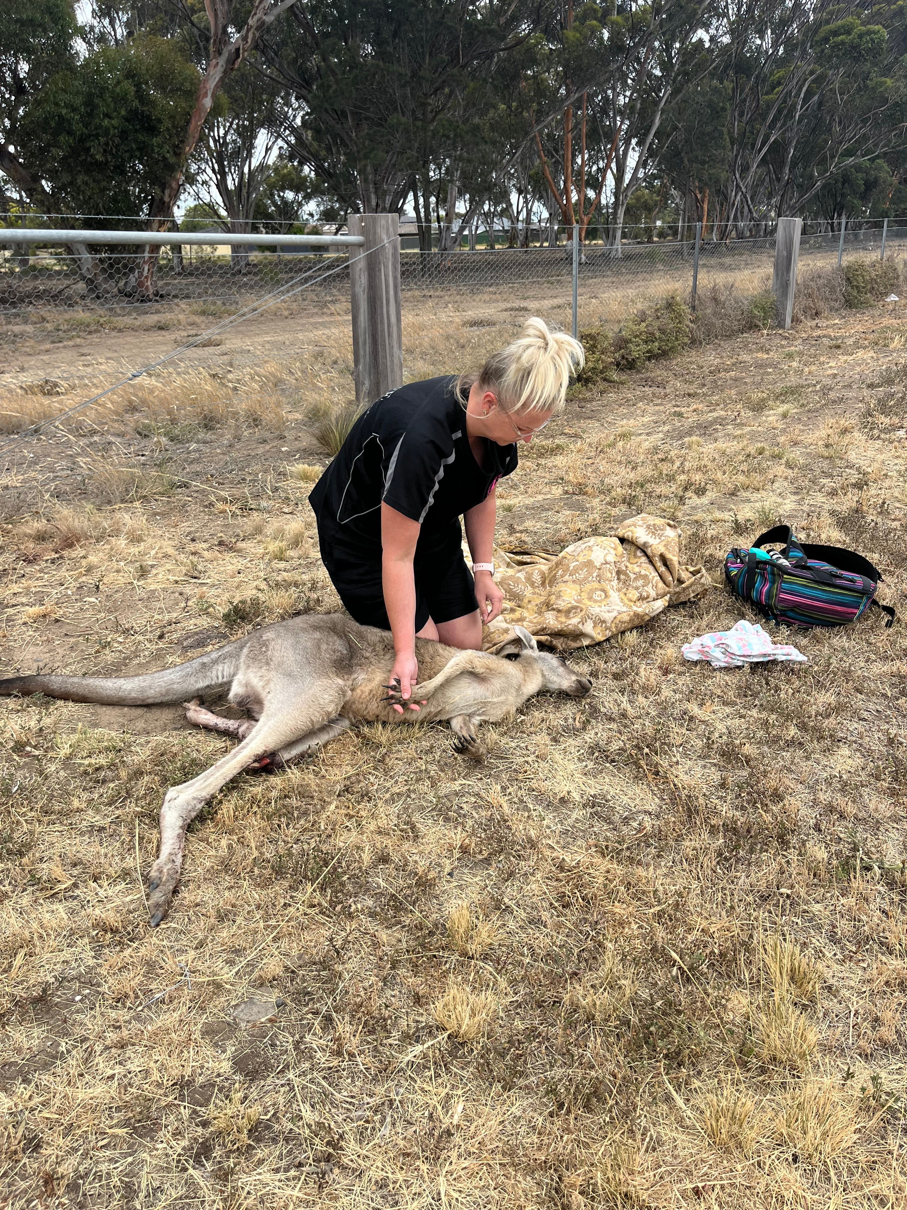 The Wildlife Rescuers Inc