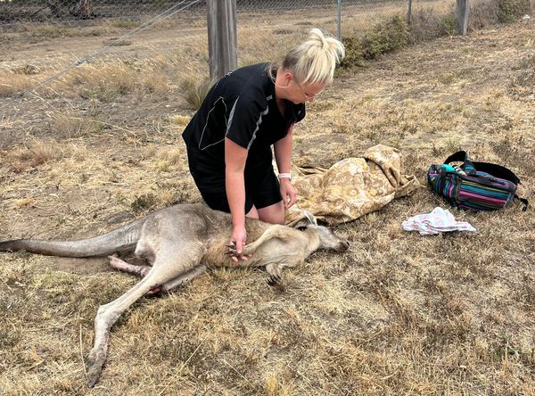 The Wildlife Rescuers Inc